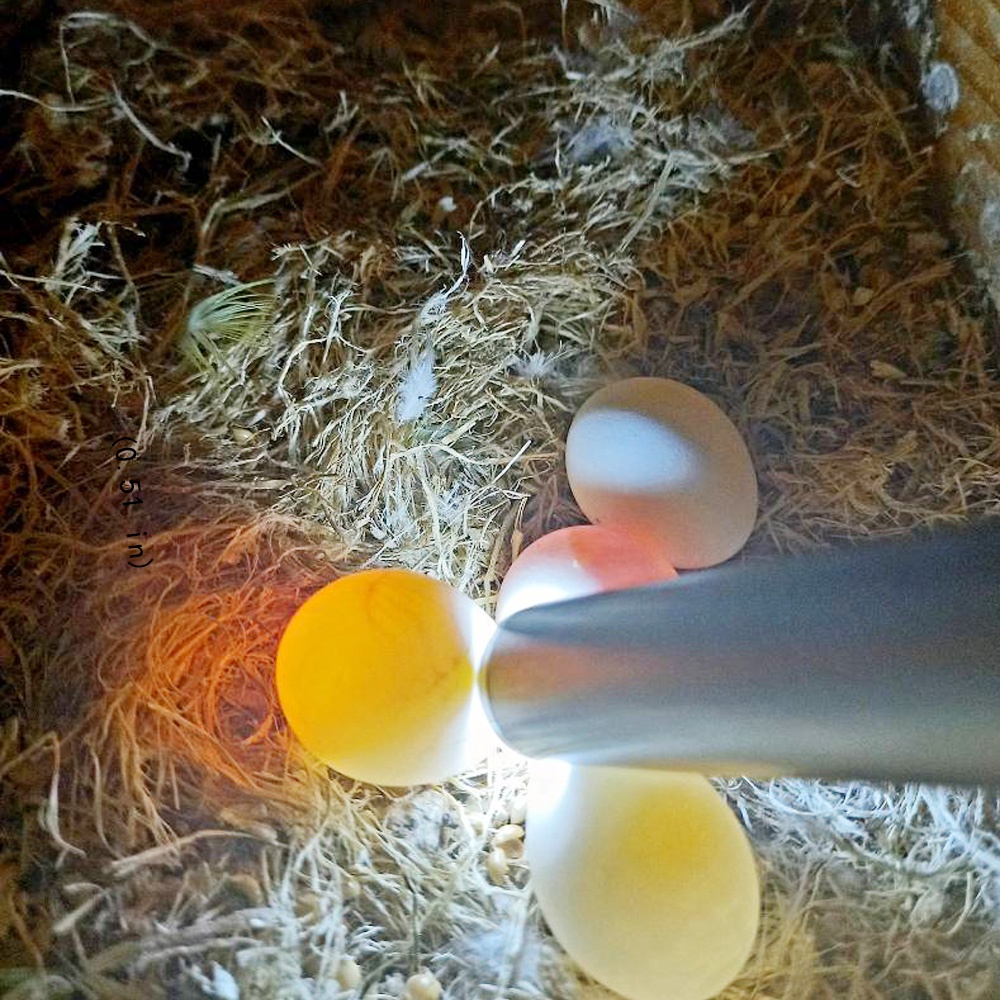 โคมไฟฟักไข่ LED สเตนเลส ขนาดเล็ก สําหรับฟักไข่สัตว์ปีก (ไม่มีแบตเตอรี่)