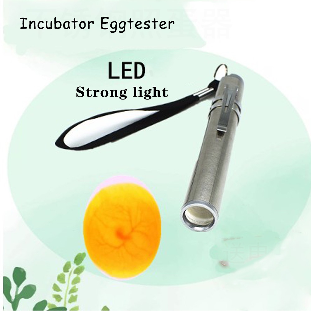 โคมไฟฟักไข่ LED สเตนเลส ขนาดเล็ก สําหรับฟักไข่สัตว์ปีก (ไม่มีแบตเตอรี่)
